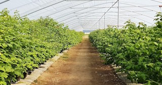 Ягодные туннели для клубники в Краснокамске - НавесыКнм, монтаж и продажа от 1036 руб.